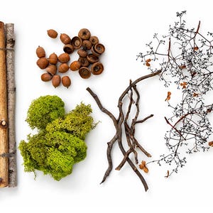 Op de afbeelding: Een bovenaanzicht toont natuurlijke elementen op een witte achtergrond. Gebundelde berken takken, eikels, groen mos, twijgen en delicate takken met zaaddoosjes zijn gerangschikt. De compositie suggereert een rustiek, aards thema.