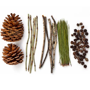 Op de afbeelding: Een assortiment natuurlijke elementen, waaronder twee grote dennenappels, verschillende dunne bamboestengels, diverse twijgen, een bundel dennennaalden en een verzameling kleine dennenappels, op een witte achtergrond.