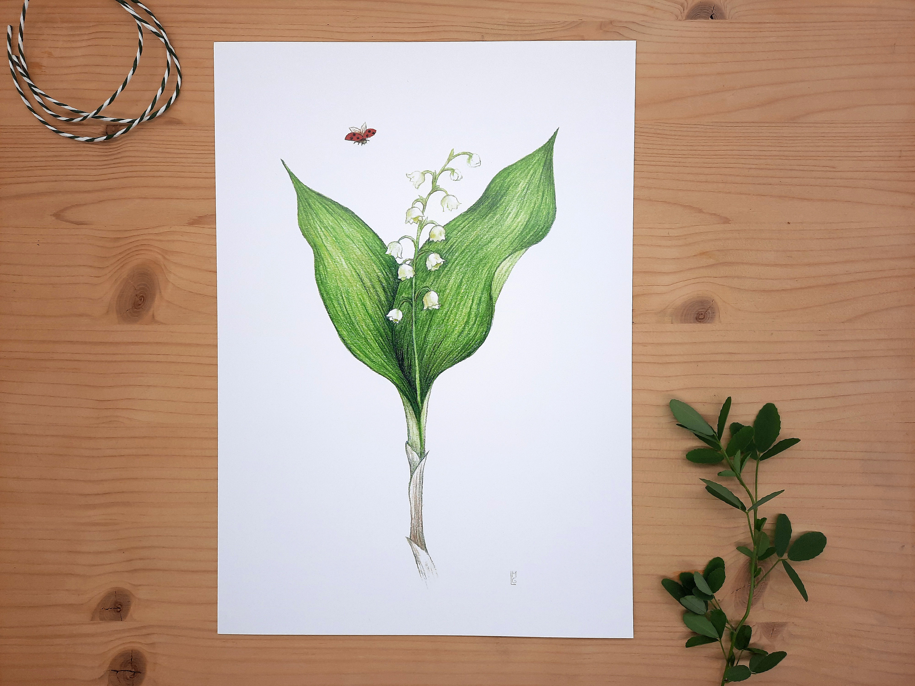 Lily Of The Valley Botanical Drawing