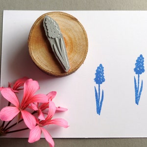 Stempel Traubenhyazinthe Blume Frühlingsblume