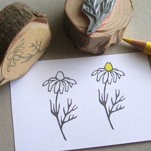 Stempel Kamille Motivstempel Kräuter Blume Bild 1