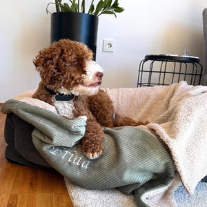 Op de afbeelding: Een bruin-witte hond met een zwarte halsband rust in een hondenmand met een groene deken. Op de deken staat de naam "Frida" in het wit geborduurd. Het bed heeft een lichtroze en grijze binnenkant.