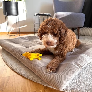 Pode incluir: Um cão castanho e branco descansa numa cama para cães de veludo cotelê bege, com um brinquedo amarelo. A cama tem um design acolchoado. O cão olha para a câmara. A cama tem cerca de 70 cm de comprimento.