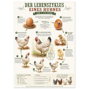 Puede incluir: Póster educativo en alemán, titulado "Der Lebenszyklus eines Huhnes", que ilustra el ciclo de vida de una gallina. Muestra las etapas, desde el huevo hasta la edad adulta, con diagramas y texto en alemán.