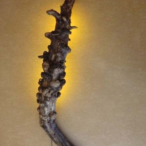 Driftwood Wall Lamp LED amber image 1