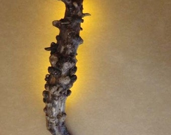 Driftwood Wall Lamp LED amber