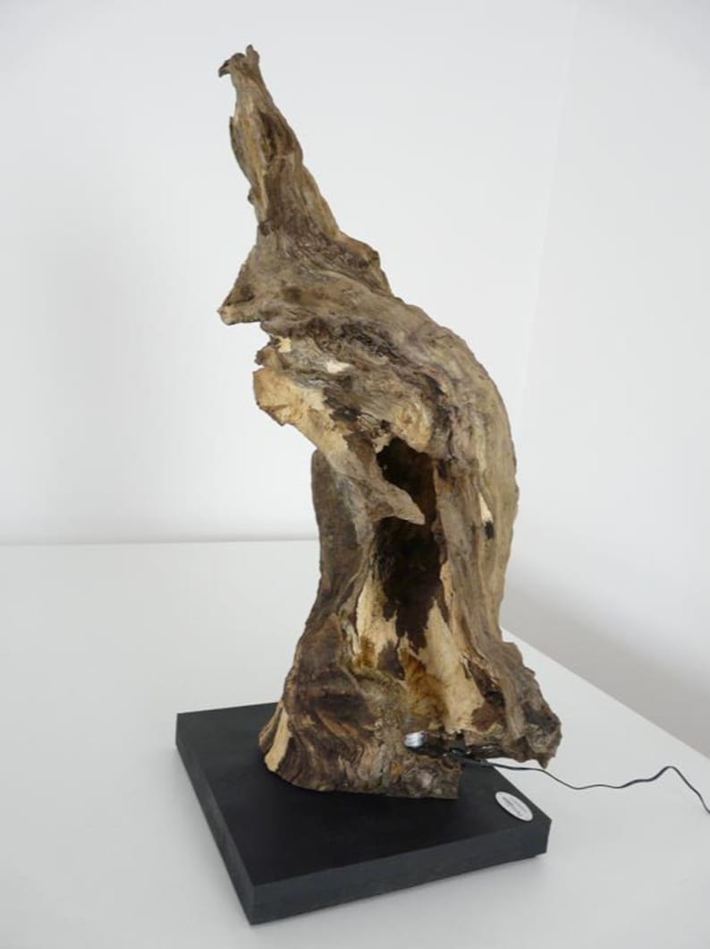 Table lamp oak burl wood sculpture image 4