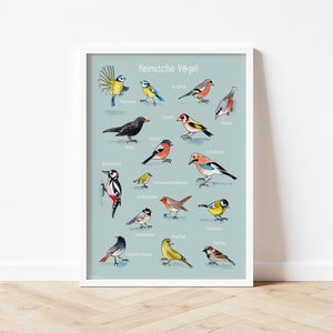 Könnte beinhalten: Ein blaues und weißes Poster mit dem Titel "Heimische Vögel" und Illustrationen von 18 verschiedenen Vögeln, darunter eine Blaumeise, ein Rotkehlchen, ein Specht und ein Spatz.