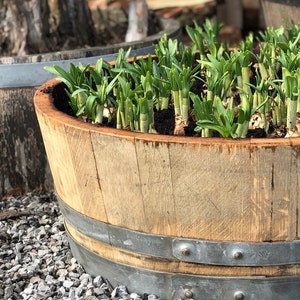 Flower pot made from 1/4 used 225l wine barrel 55l image 3