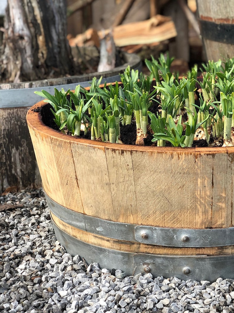 Flower pot made from 1/4 used 225l wine barrel 55l image 3