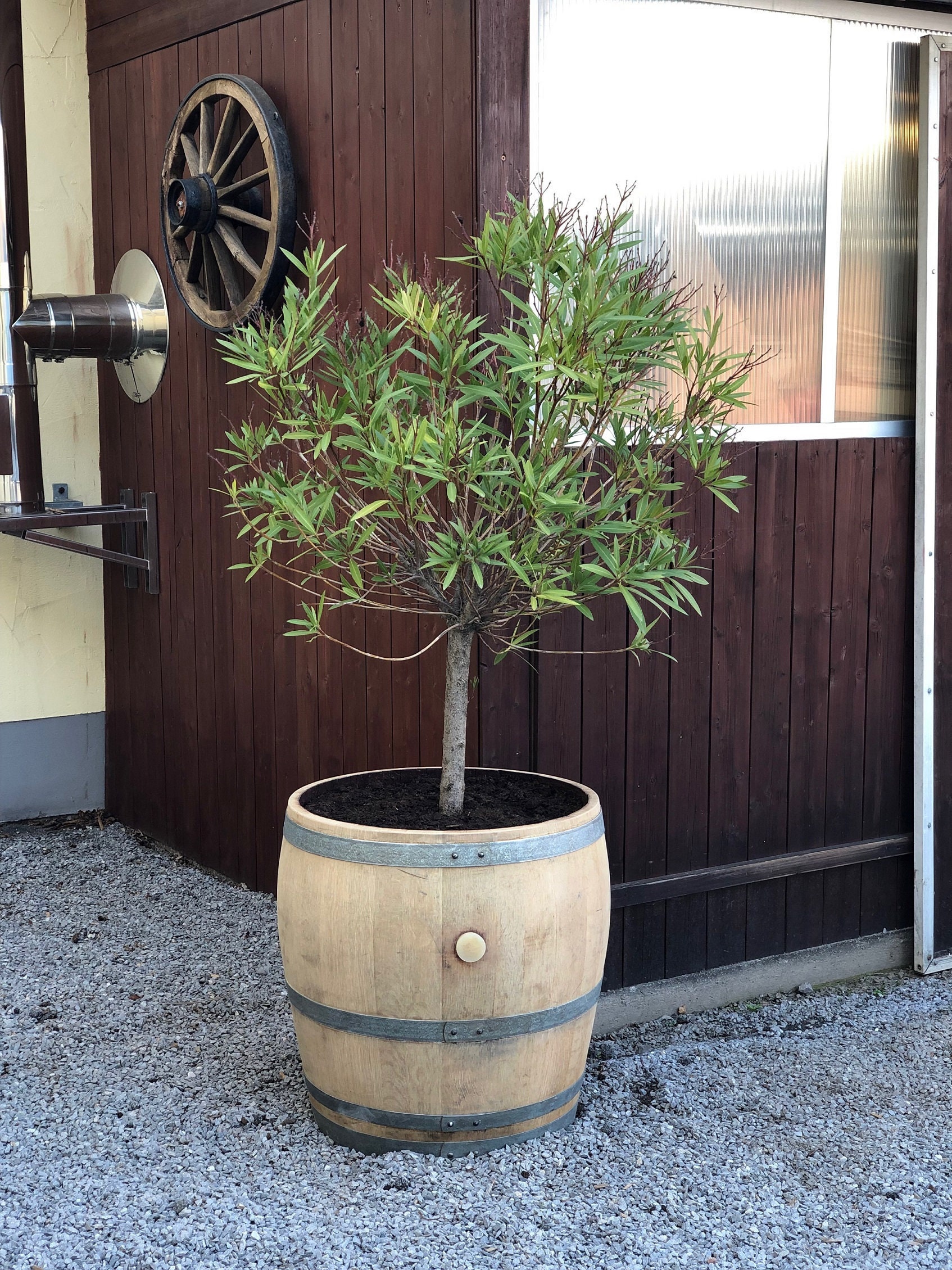 Plant pot made from 3/4 used 225l wine barrel (170l)
