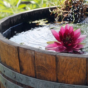 Mini pond made from 1/2 used 225l wine barrel 100l image 7