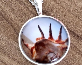 Necklace Shell