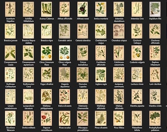 70 Plant illustrations / Printable Download / Vintage Botanical Plates / Printable Botanical Plates
