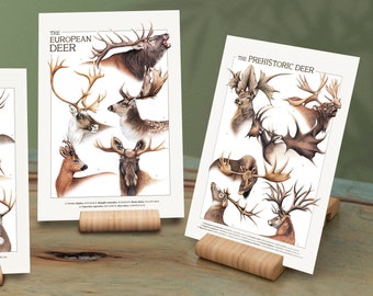 Postcards with Deer, Scientific Illustration, Post Crossing, Animal Postcards, Wildlife Gift, Natural History Cards, 12 x 17 cm, Giant Deer