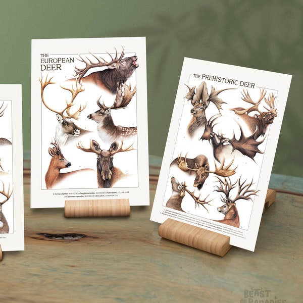 Postcards with Deer, Scientific Illustration, Post Crossing, Animal Postcards, Wildlife Gift, Natural History Cards, 12 x 17 cm, Giant Deer