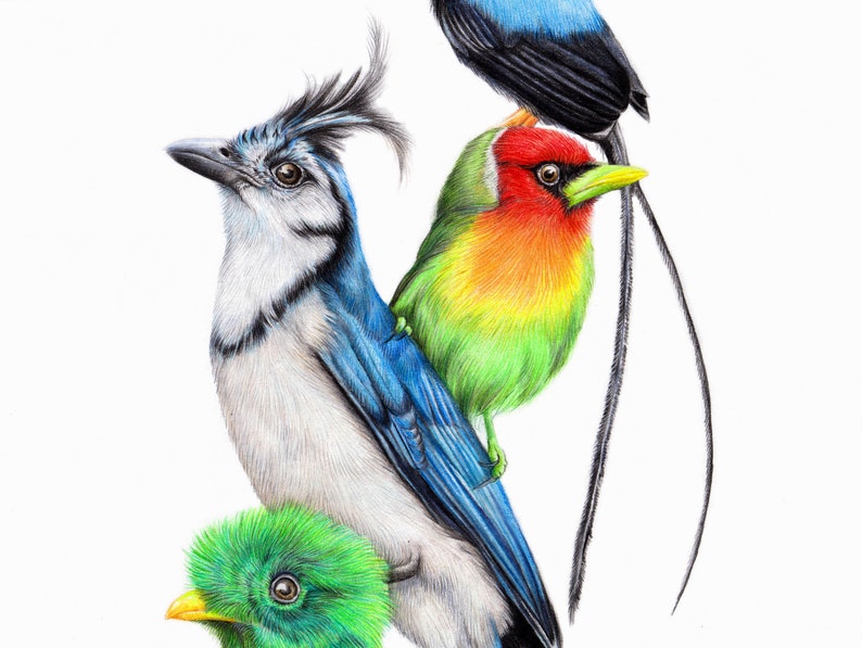 Birds of Costa Rica, Poster South America, Costa Rica Poster, Bird