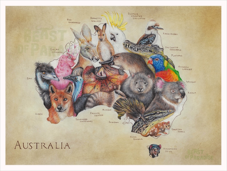 Wildlife of Australia, 30 X 40 Cm, Map Art Print, Animal Map Wall ...