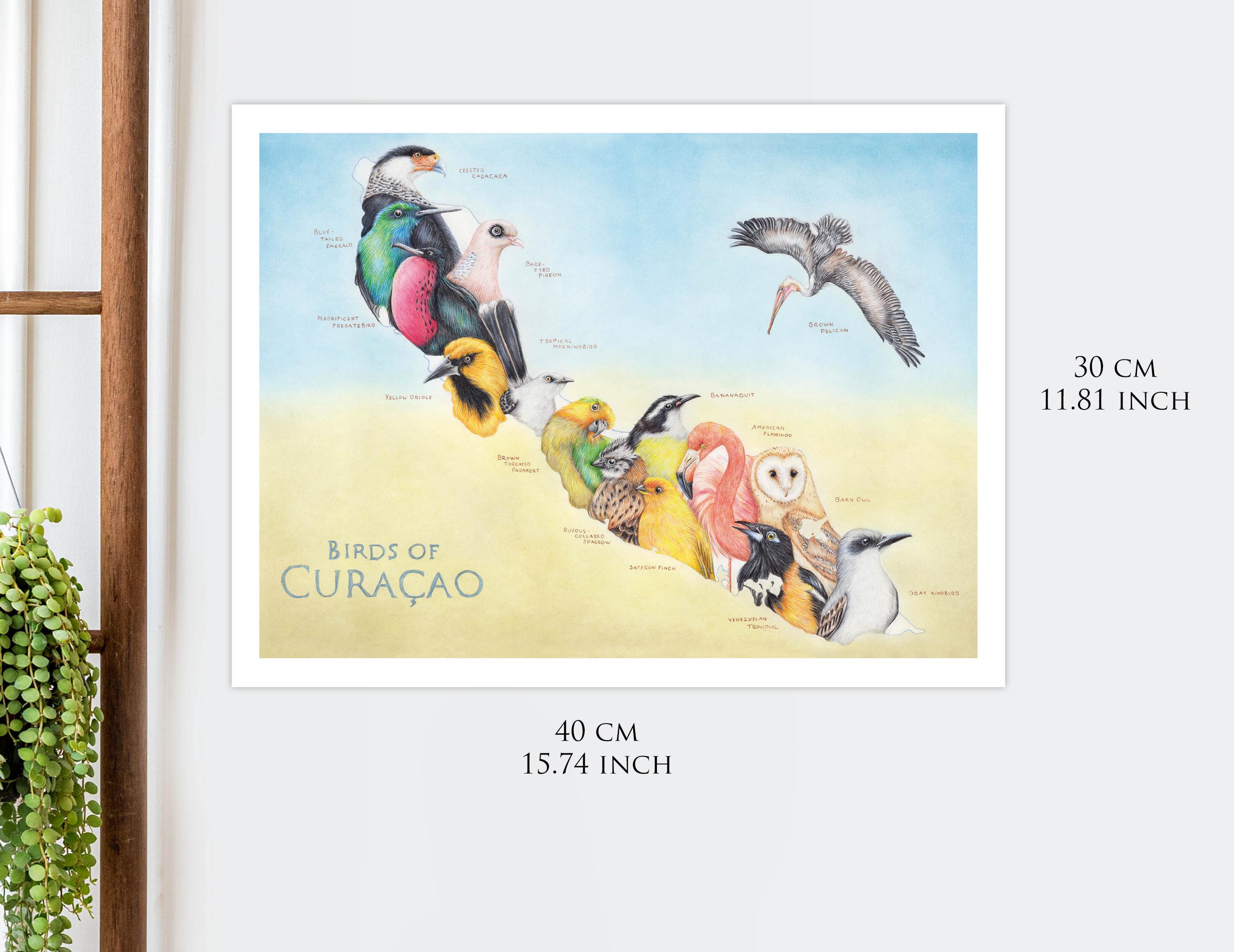 Birds of Curacao, 30 X 40 Cm, Map Art Print, Animal Map Wall