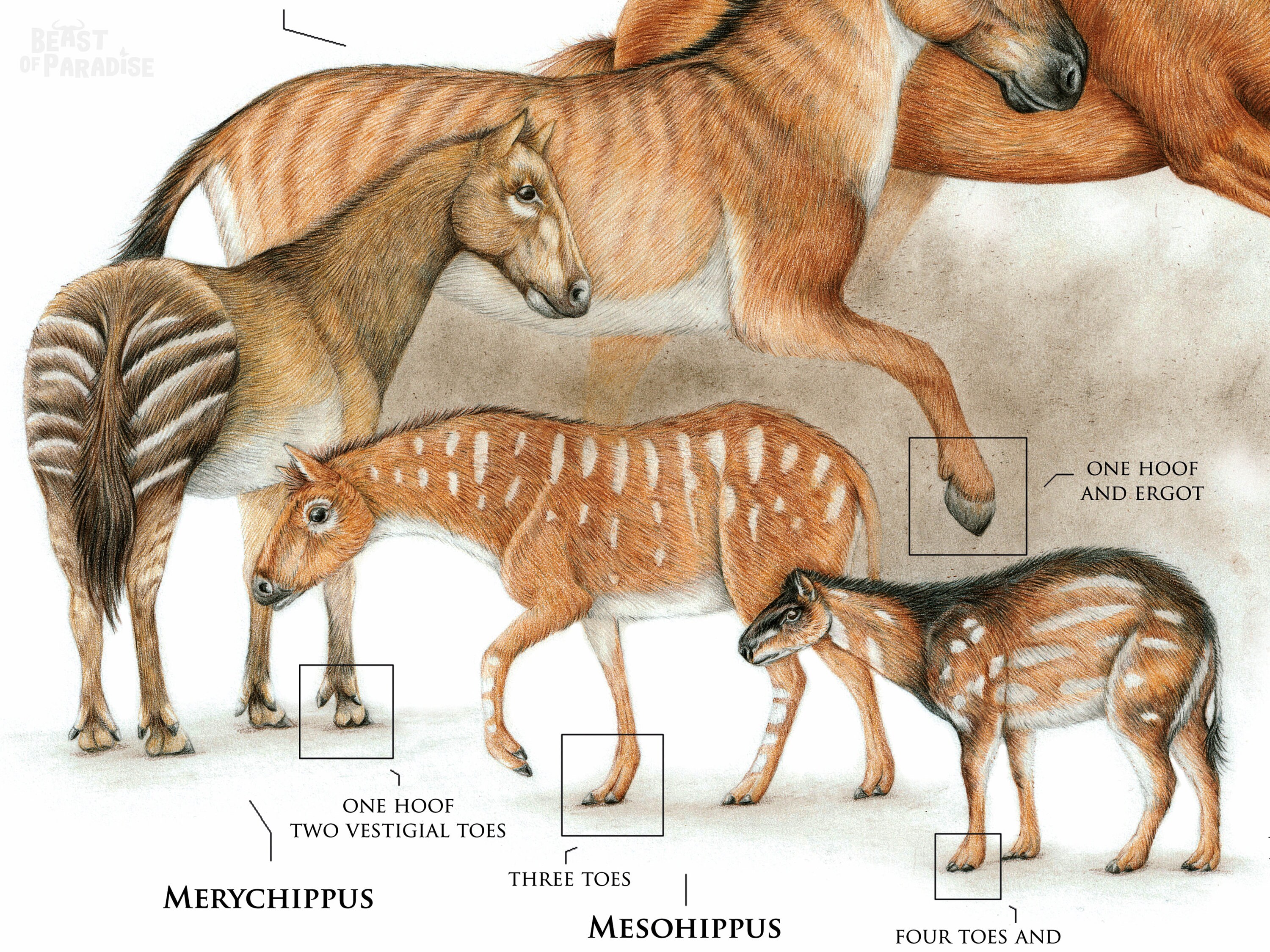The Evolution of the Horse, Horse Poster, Scientific Illustration ...