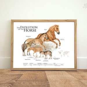 La evolución del caballo, póster del caballo, póster científico, impresión animal, ilustraciones a lápiz, arte de pared, decoración del hogar, póster de regalo