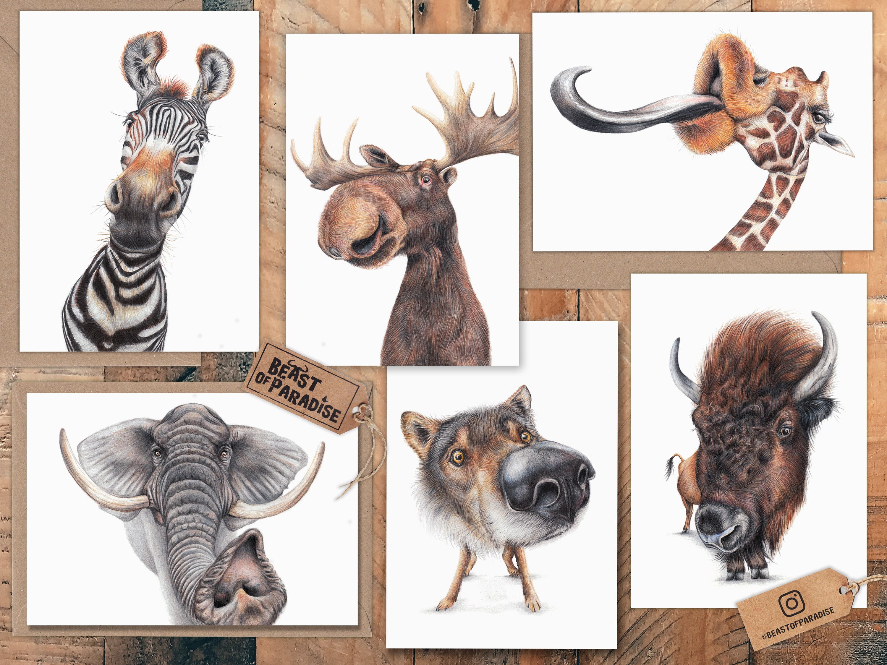 funny-wildlife-greeting-cards-6-cards-set-birthday-card-etsy