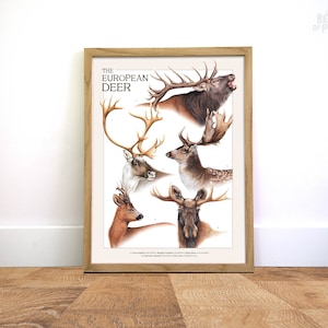 Cartel de ciervo europeo, carteles A3, ilustración científica, regalo para un amigo, decoración de pared de animales, impresión vintage, ciervo Países Bajos