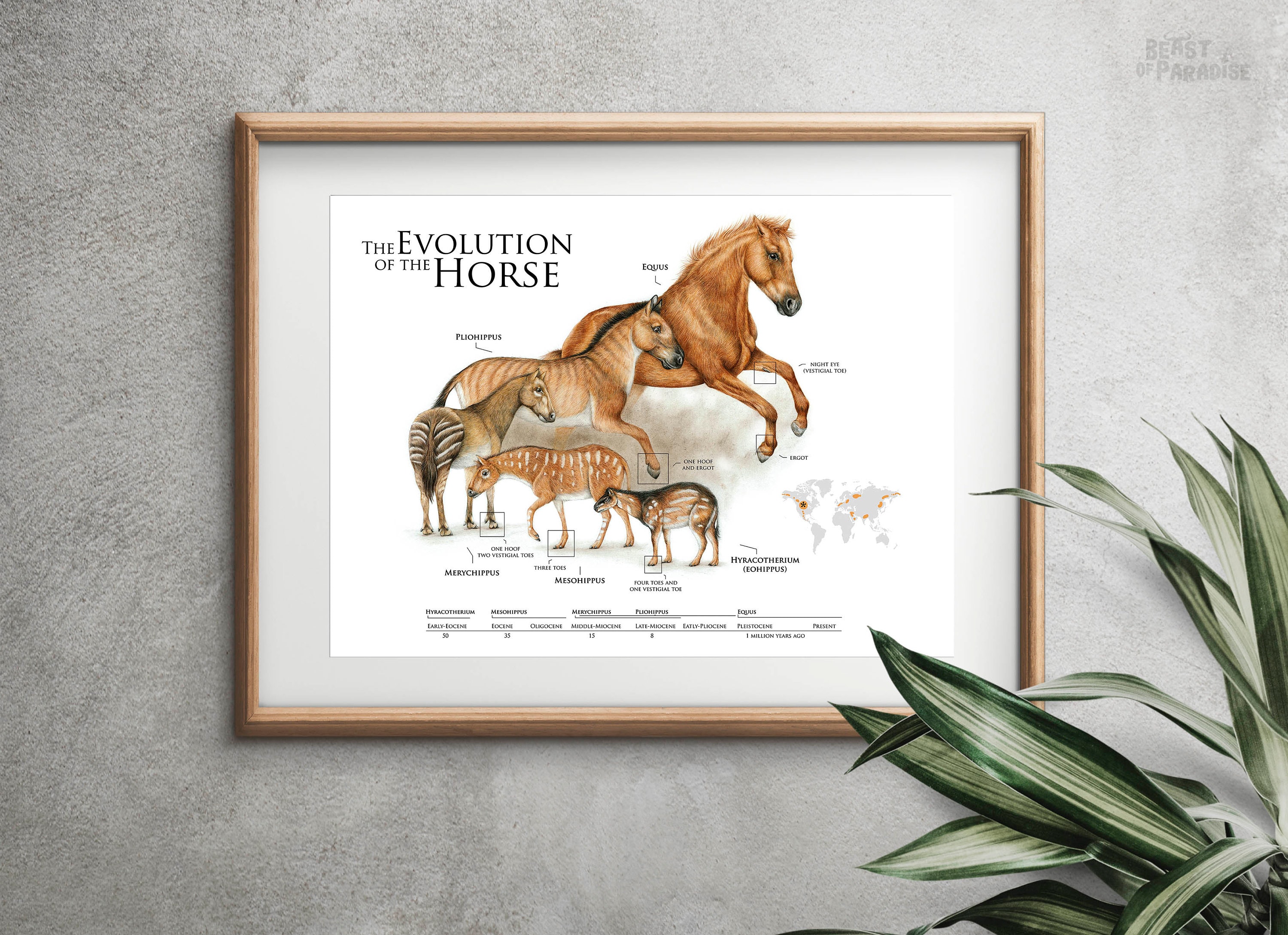 The Evolution of the Horse, Horse Poster, Scientific Illustration ...