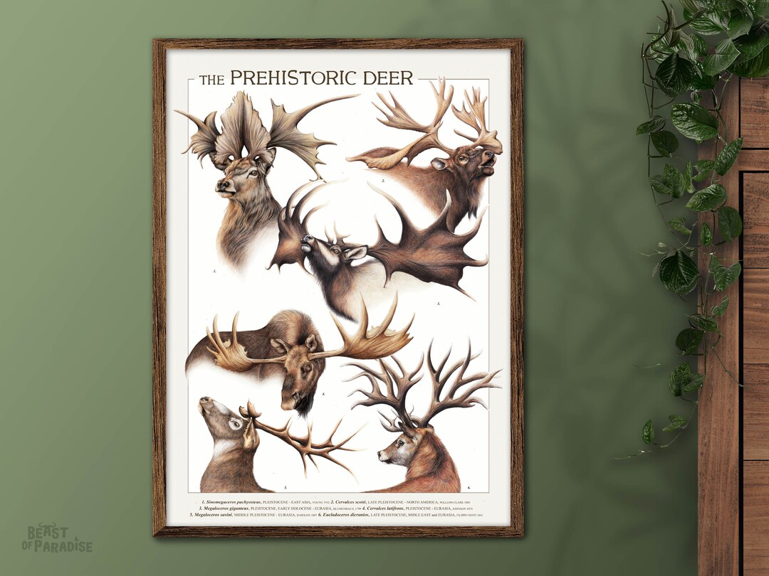The Prehistoric Deer Poster A3 Posters Scientific Etsy