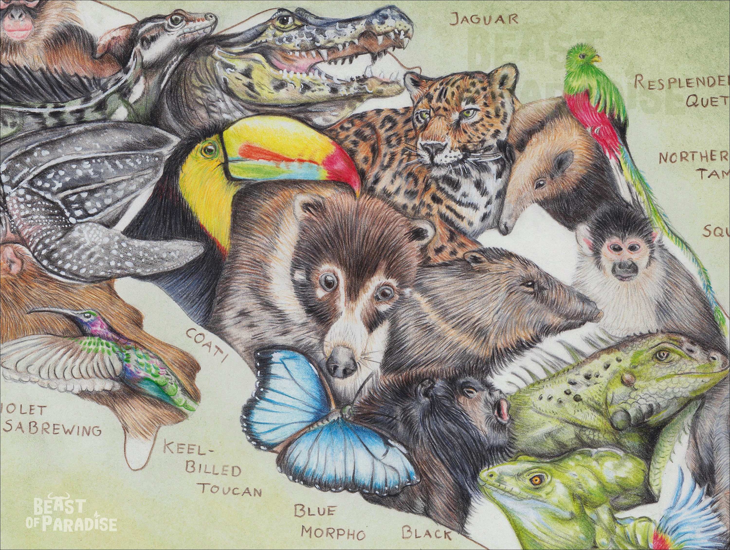 Animales de Costa Rica Mapa Cartel 30 x 40 cm Dibujo Arte | Etsy