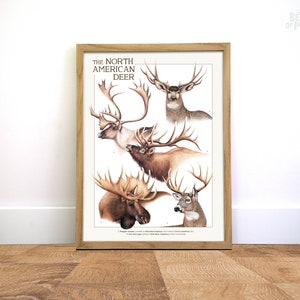 Cartel de ciervo americano, carteles A3, ilustración científica, regalo para un amigo, decoración de pared de animales, impresión vintage, regalo de EE. UU.