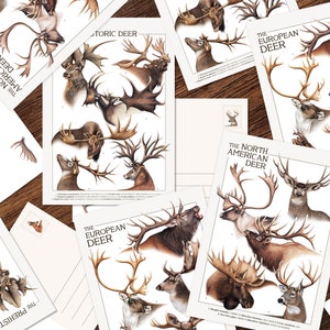Cartes postales avec cerfs, illustration scientifique, espèces de cerfs, belles cartes postales, carte animalière, croisement postal, 12 x 17 cm