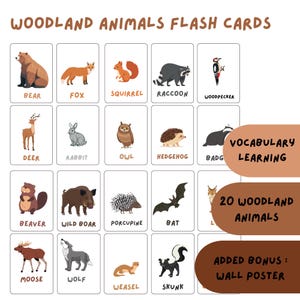 Könnte beinhalten: Lernkarten mit Illustrationen von Waldtieren wie Bär, Fuchs, Eichhörnchen und Waschbär. Die Karten sind mit den Tiernamen beschriftet und enthalten den Text "Wortschatzlernen", "20 Waldtiere" und "Zusätzlicher Bonus: Wandposter".