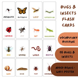 May include: Flashcards illustrating insects such as a butterfly, ladybug, and bee, each card labelled with the insect's name. The set includes a bonus wall poster. The cards are designed for vocabulary building.