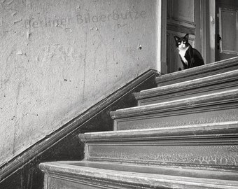 Fotografia "Nella scala", stampa fotografica di alta qualità, gatto a Berlino Friedrichshain, bianco e nero, seppia, 20 x 20 cm, regalo fotografico