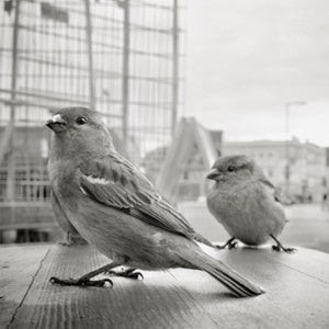 Photography series Berlin, 4 cards in a set, square 12 x 12 cm, black and white with sepia effect image 1