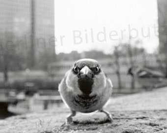 Fotografie “Berliner Spatz”, fine art print, zwart-wit met sepia-effect, 15 x 15 cm of 20 x 20 cm, met/zonder fotolijst, cadeau