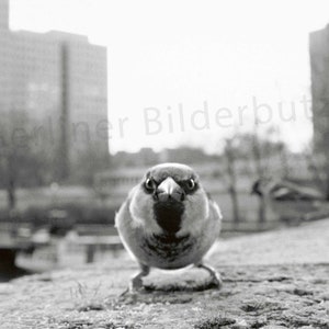 Fotografie Berliner Spatz, Fineartprint, schwarzweiß mit Sepia-Effekt, 15 x 15 cm bzw. 20 x 20 cm, mit/ohne Bilderrahmen, Geschenk Bild 1