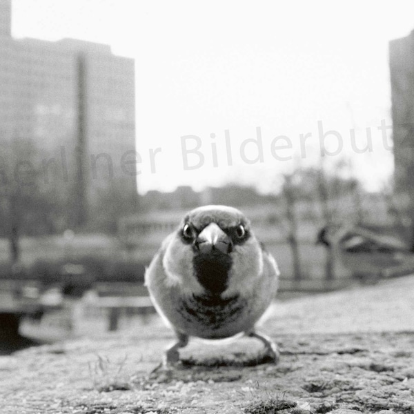 Fotografie „Berliner Spatz“, Fineartprint, schwarzweiß mit Sepia-Effekt, 15 x 15 cm bzw. 20 x 20 cm, mit/ohne Bilderrahmen, Geschenk