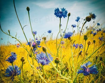 Fotografie „Kornblumen“, Fineartprint, Farbfotografie, 20 x 20 cm, Fotogeschenk