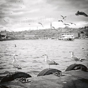 Fotografie Möwen, Istanbul, Goldenes Horn, hochwertiger Foto-Abzug, schwarzweiß mit Sepia-Effekt, 20 x 20 cm, Fotogeschenk Bild 1
