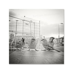 Fotografie Spatzen-Bande, hochwertiger Foto-Abzug, Berlin Mitte, schwarzweiß, sepia, 20 x 20 cm, Fotogeschenk Bild 2