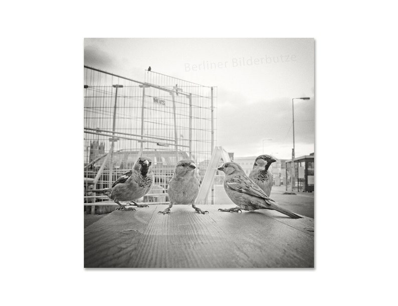 Fotografie Spatzen-Bande, hochwertiger Foto-Abzug, Berlin Mitte, schwarzweiß, sepia, 20 x 20 cm, Fotogeschenk Bild 2
