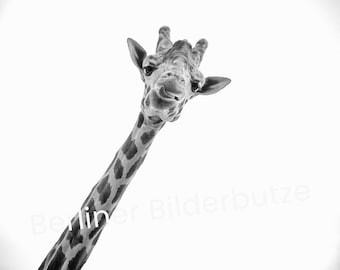 Kunstprint "Giraffe", hoogwaardige fotoprint, fotografie, zwart-wit met sepia-effect, 20 x 20 cm