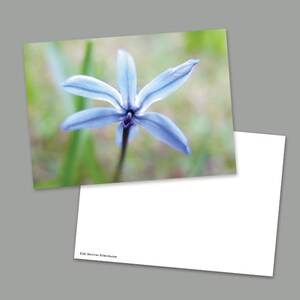 3 Postkarten Blaue Blumenwiese, Grußkarten, DIN A6, 105 x 148 mm Bild 6