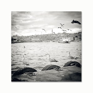 Fotografie Möwen, Istanbul, Goldenes Horn, hochwertiger Foto-Abzug, schwarzweiß mit Sepia-Effekt, 20 x 20 cm, Fotogeschenk Bild 2