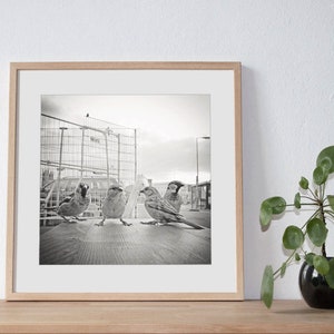 Fotografie Spatzen-Bande, hochwertiger Foto-Abzug, Berlin Mitte, schwarzweiß, sepia, 20 x 20 cm, Fotogeschenk Bild 4