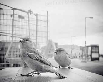 Photography “Berliner Spatzen”, fine art print, black and white with sepia effect, 20 x 20 cm, photo gift