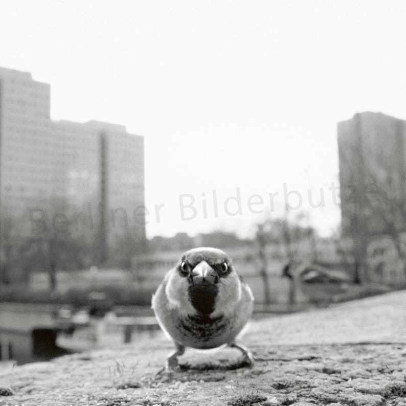 Fotografie Berliner Spatz, Fineartprint, schwarzweiß mit Sepia-Effekt, 15 x 15 cm bzw. 20 x 20 cm, mit/ohne Bilderrahmen, Geschenk Bild 1