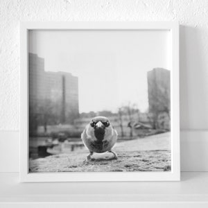 Photography Berliner Spatz, fine art print, black and white with sepia effect, 15 x 15 cm or 20 x 20 cm, with/without picture frame, gift image 3